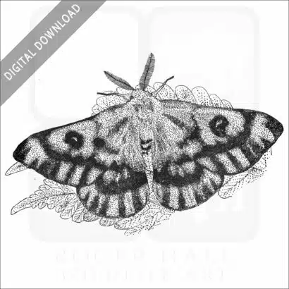 Western Sheepmoth