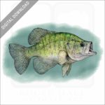 White Crappie stock image