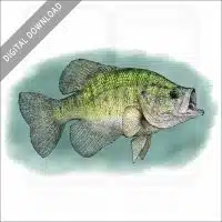 White Crappie stock image