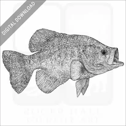 White Crappie