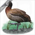White-faced Whistling Duck stock image