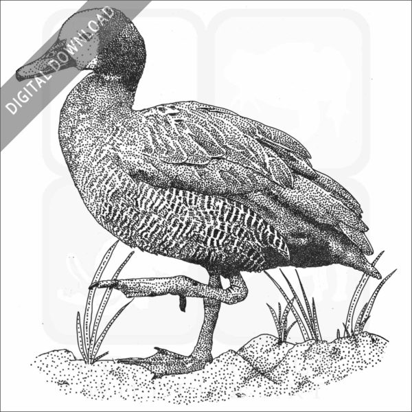 White-faced Whistling Duck-BW