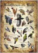 Woodpeckers of the World Art Poster