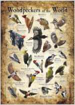 Woodpeckers of the World Art Poster