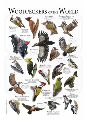 Woodpeckers of the World Poster -WHITE