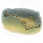 Pacific Angelshark illustration