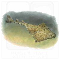 Pacific Angelshark illustration