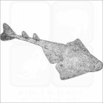 Pacific Angelshark