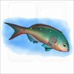 Pacific Creolefish illustration