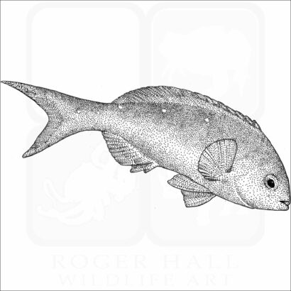 Pacific Creolefish
