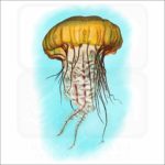 Pacific Sea Nettle illustration