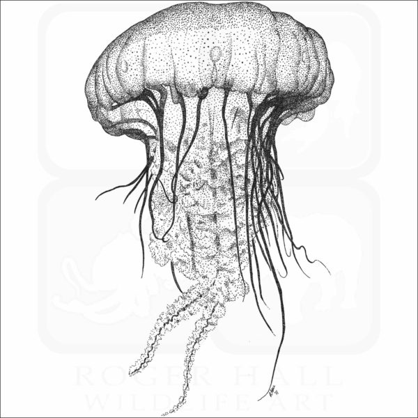 Pacific Sea Nettle