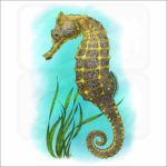 Pacific Seahorse illustration