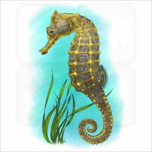 Pacific Seahorse illustration