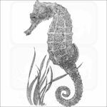 Pacific Seahorse