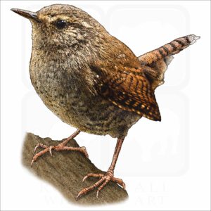 Pacific Wren illustration