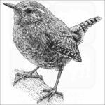 Pacific Wren