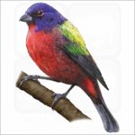 Painted Bunting illustration