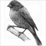 Painted Bunting