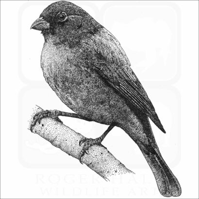 Painted Bunting