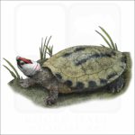 Painted Terrapin illustration