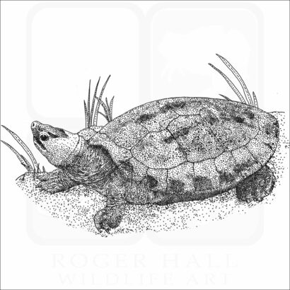 Painted Terrapin