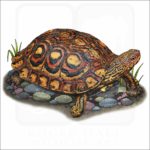 Painted Wood Turtle illustration