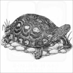 Painted Wood Turtle