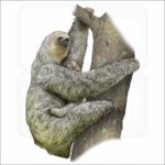 Pale-Throated Sloth illustration