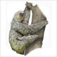 Pale-Throated Sloth illustration