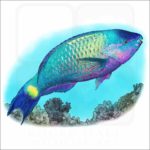 Palenose Parrotfish illustration