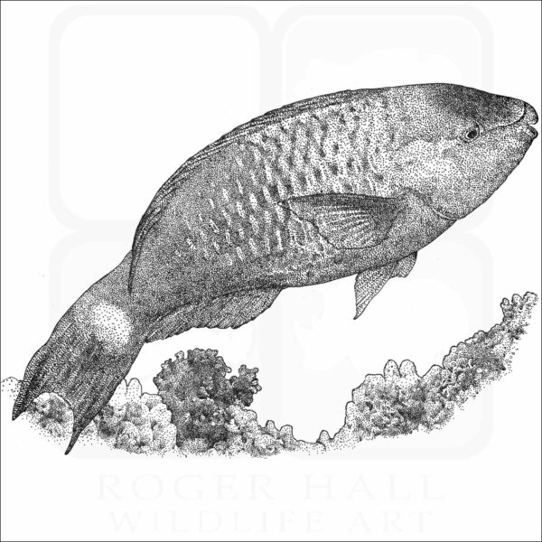 Palenose Parrotfish