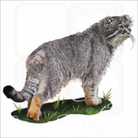 Pallas's Cat illustration