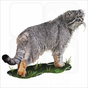 Pallas's Cat illustration