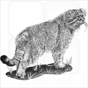 Pallas's Cat
