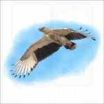 Palm Nut Vulture illustration