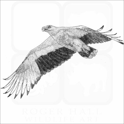 Palm Nut Vulture