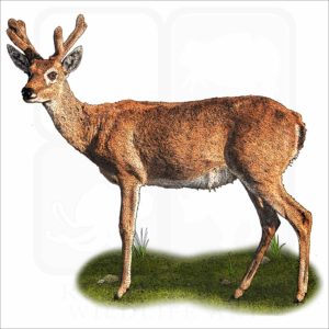 Pampas Deer illustration
