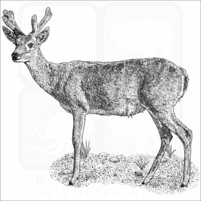 Pampas Deer