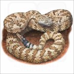 Panamint Rattlesnake illustration