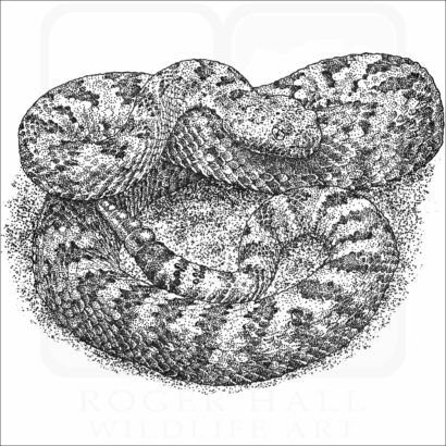 Panamint Rattlesnake