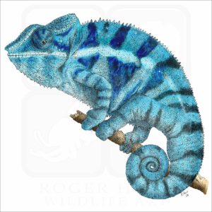 Panther Chameleon illustration