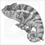 Panther Chameleon