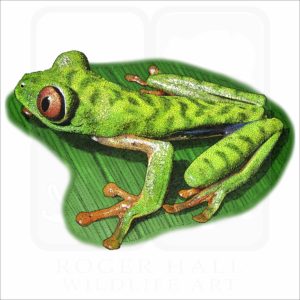 Parachuting Red-Eyed Leaf Frog illustration