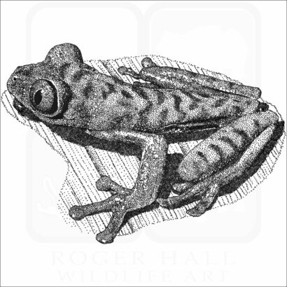 Parachuting Red-Eyed Leaf Frog