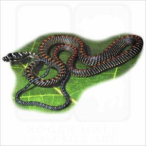 Paradise Tree Snake illustration
