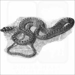 Paradise Tree Snake