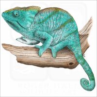 Parson's Chameleon illustration