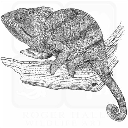 Parson's Chameleon