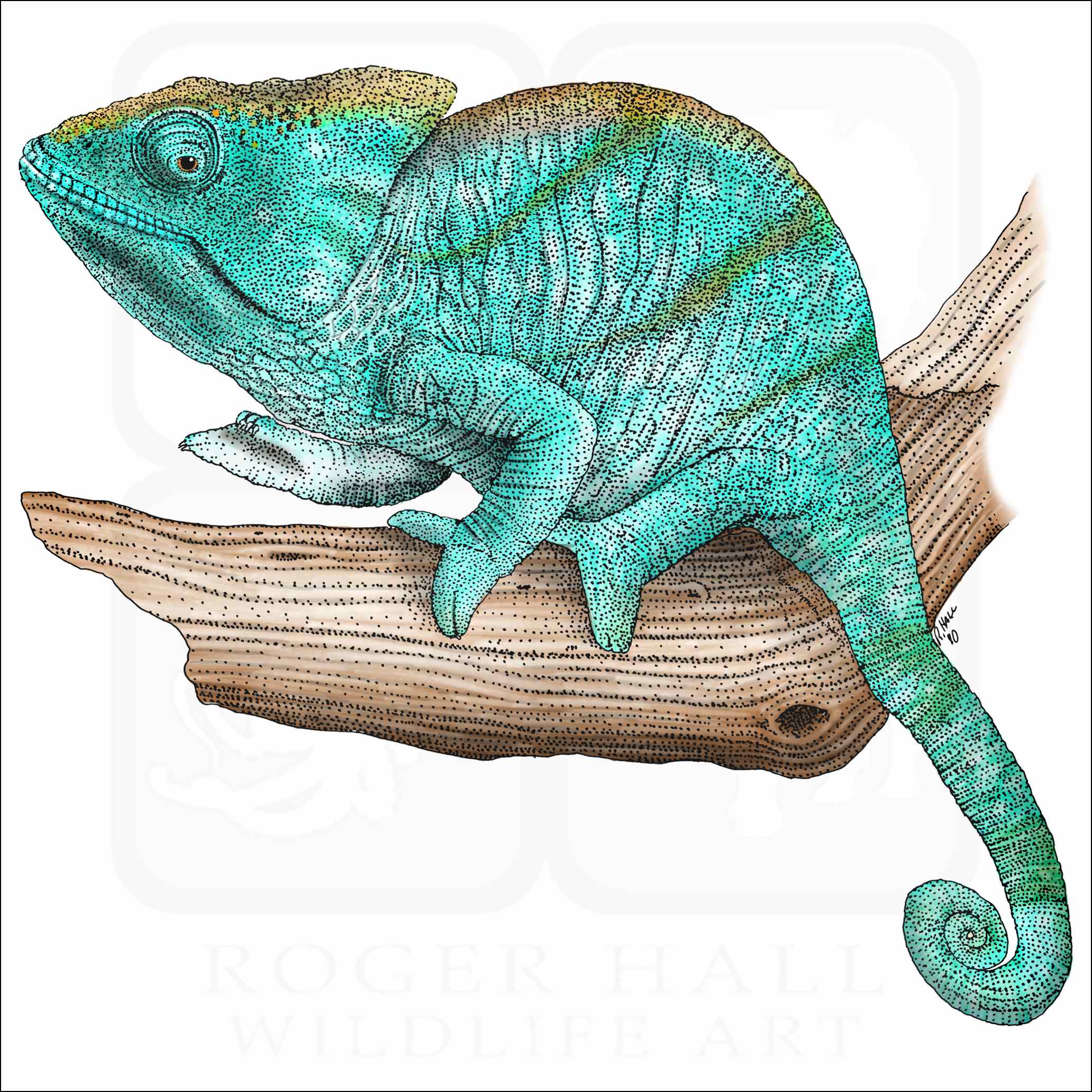 Parson's Chameleon Parson's Chameleon illustration
